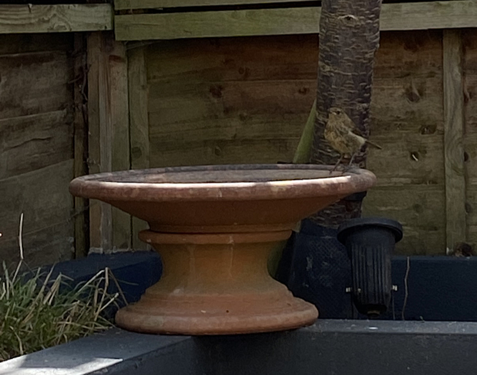 juvenile robin in garden